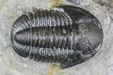 Bargain, Detailed Gerastos Trilobite Fossil - Morocco #145753-3